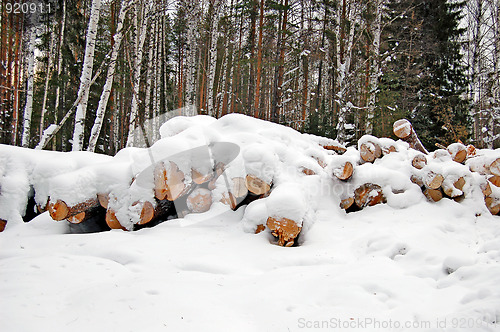 Image of harvested wood