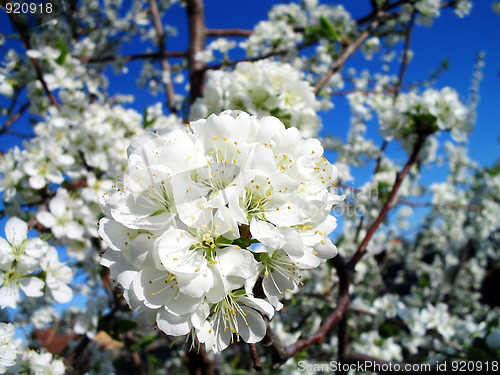 Image of inflorescence plum