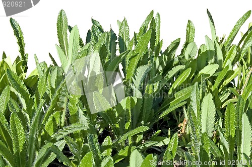 Image of Leaves of scarlet poppies