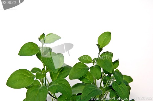 Image of Leaves petunia