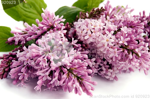 Image of Lilac