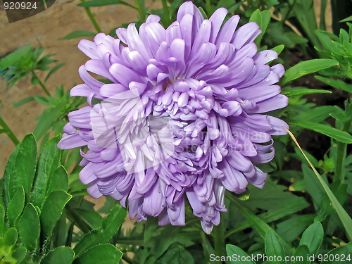 Image of Lilac aster