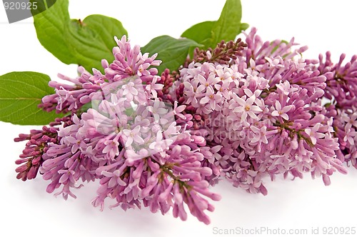 Image of Lilac bud