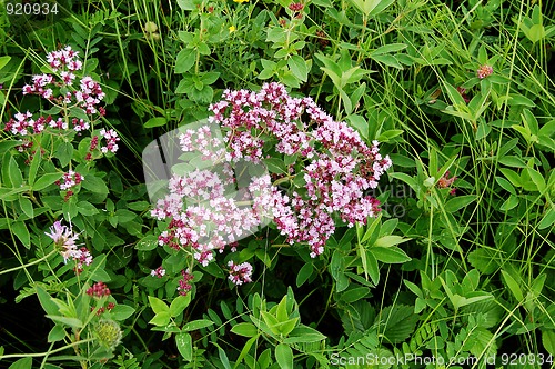 Image of marjoram