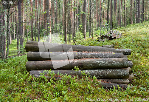 Image of Logs in the woods