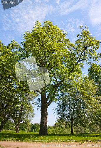 Image of Green oak tree