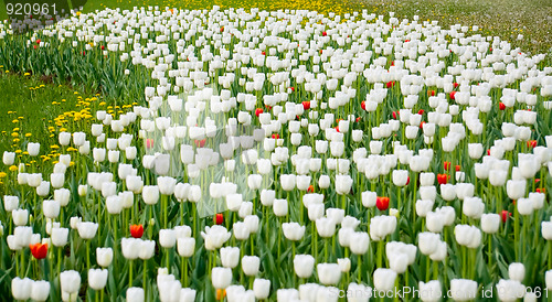 Image of White and red tulips