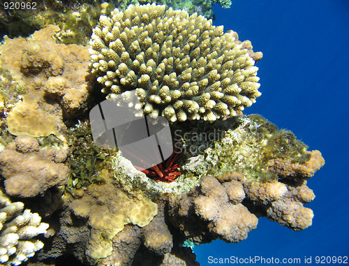 Image of Tropical coral reef