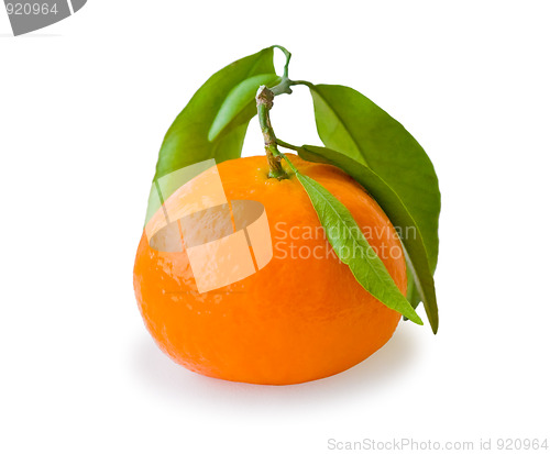 Image of Tangerine isolated on white