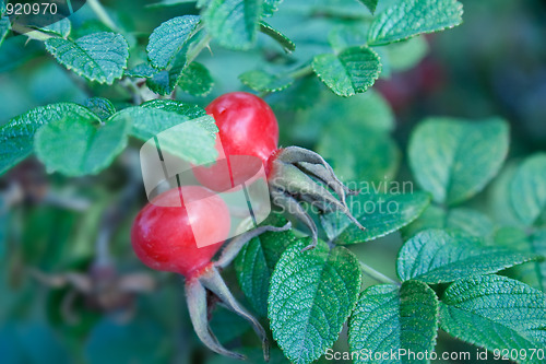 Image of Rese hips with fruits