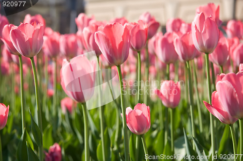 Image of City flowers in the spring