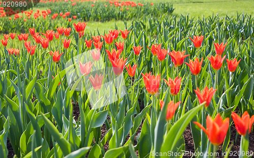 Image of Red tulips