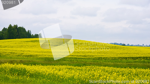 Image of Oilseed rape field