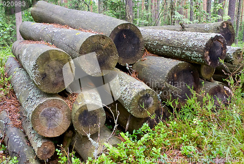 Image of Logs in the woods