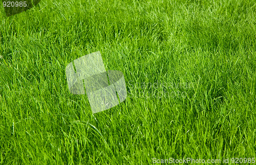 Image of Green grass lawn