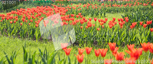 Image of Red tulips