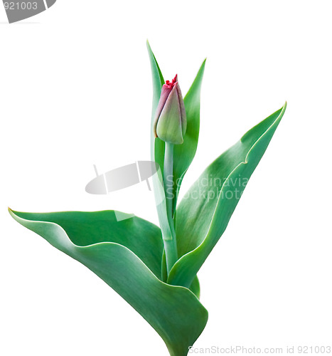 Image of Tender tulip on white background