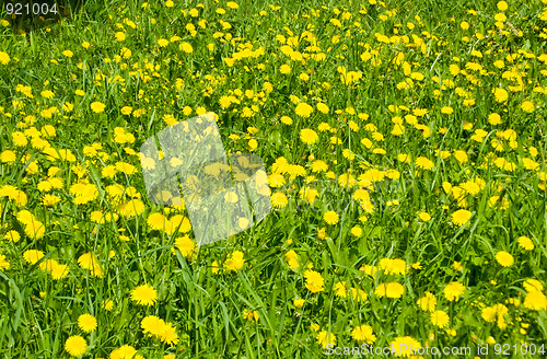 Image of Green grass field