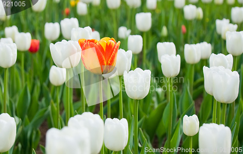 Image of One red tulip among whites 