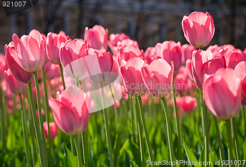 Image of City flowers in the spring