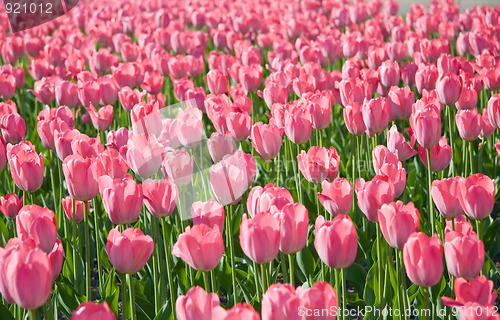 Image of Pink tulips