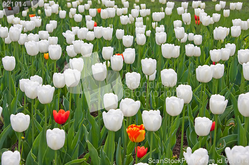 Image of White and red tulips