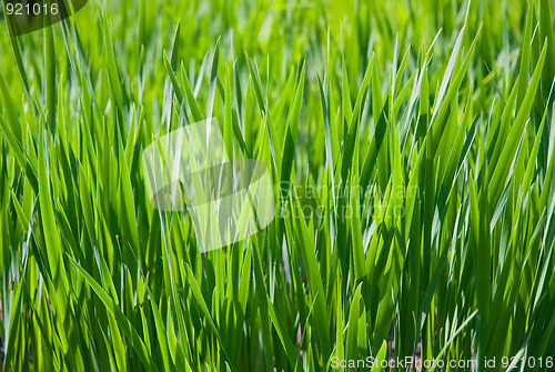 Image of Green grass lawn