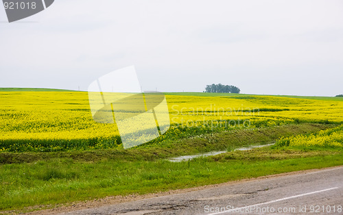 Image of Road through the rape field