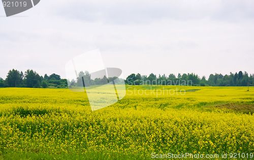 Image of Oilseed rape field