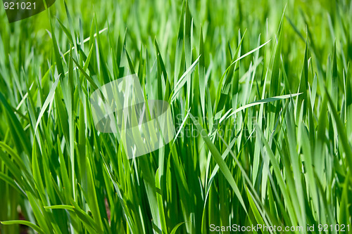 Image of Green grass lawn