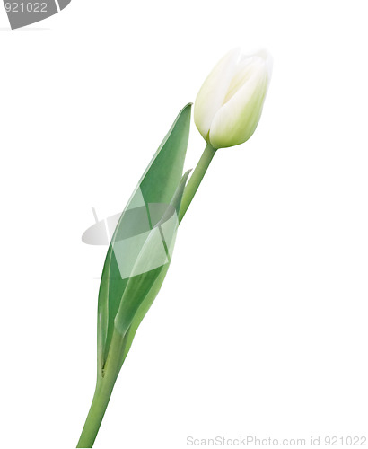 Image of Beautiful white tulip