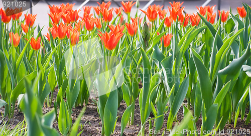 Image of City flowers