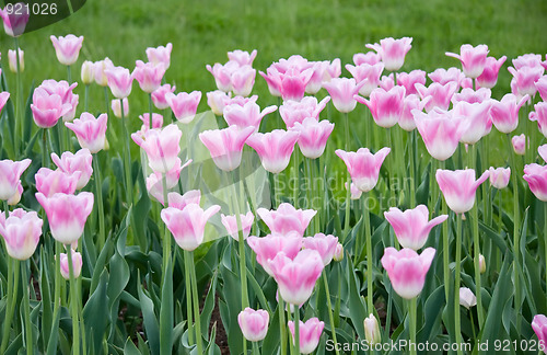 Image of Pink tulips