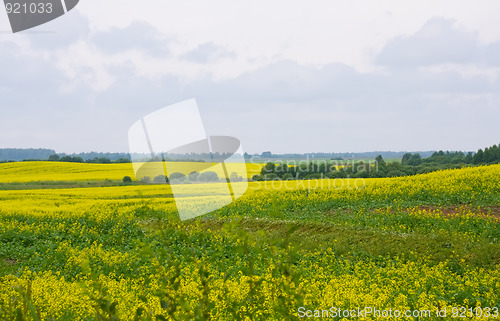 Image of Oilseed rape field