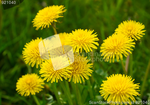 Image of Yellow dandelions