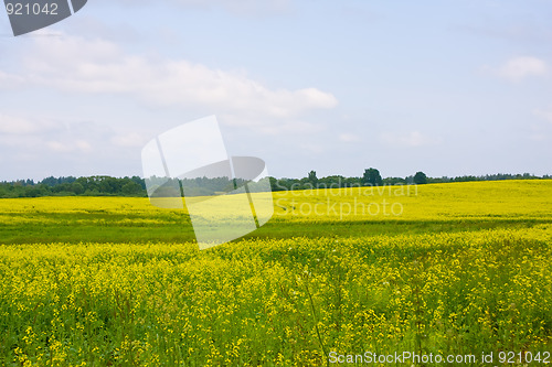 Image of Oilseed rape field