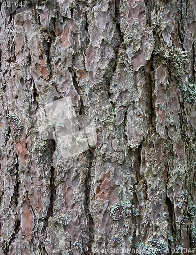 Image of Pine tree bark texture