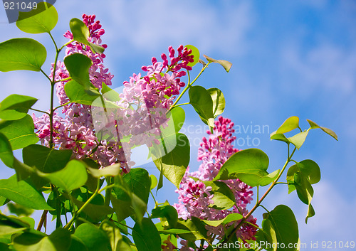 Image of Fragrant lilac bush