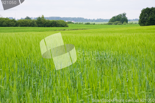 Image of Green barley field