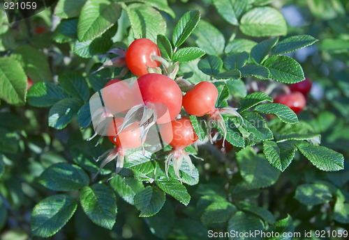 Image of Rese hips with fruits