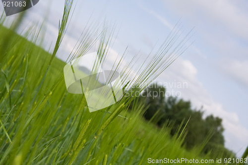 Image of Green barley field