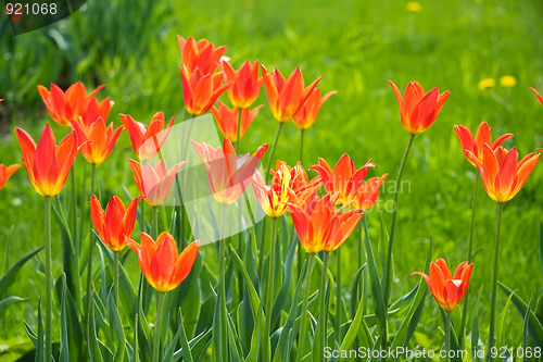 Image of Beautiful red and yellow tulips
