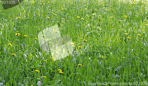 Image of Green grass field