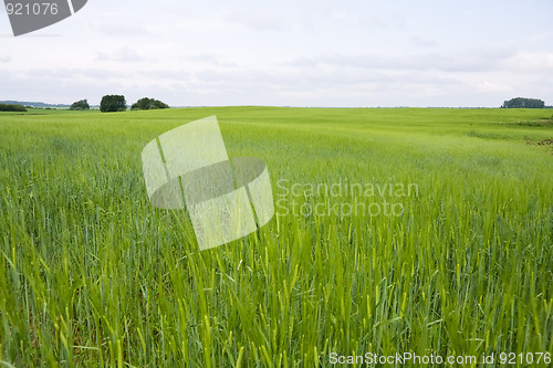Image of Green barley field