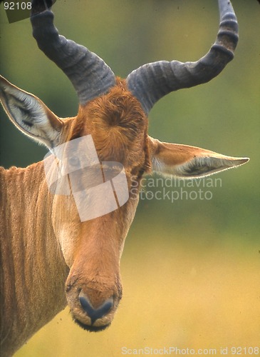 Image of kongoni, African antelope