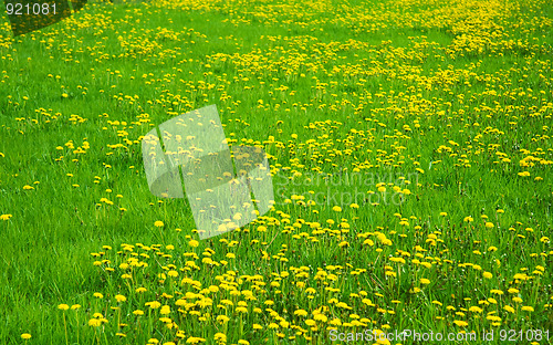 Image of Green grass field