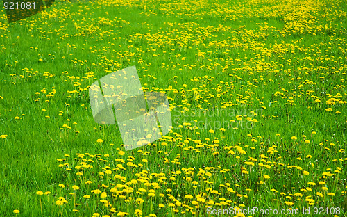 Image of Green grass field