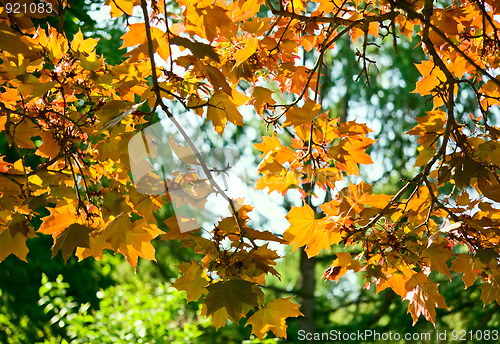 Image of Autumn  maple leaves