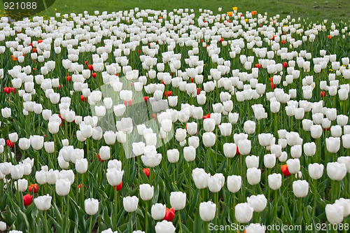 Image of White and red tulips