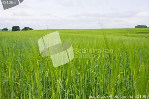 Image of Green barley field